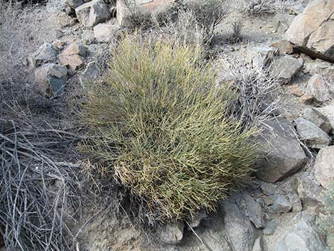 Turpentinebroom (Thamnosma montana)