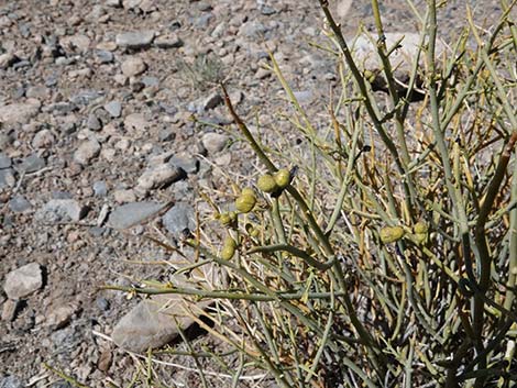 Turpentinebroom (Thamnosma montana)