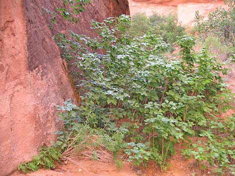 Western Poison Ivy (Toxicodendron rydbergii)