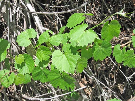 Canyon Grape (Vitis arizonica)