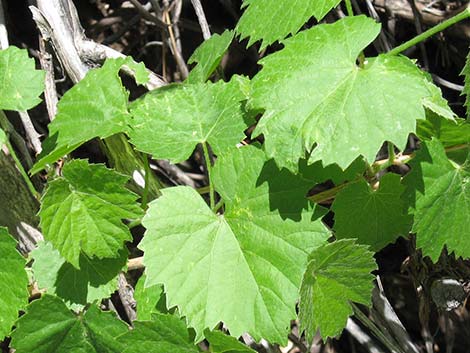 Canyon Grape (Vitis arizonica)