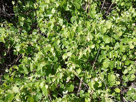 Canyon Grape (Vitis arizonica)