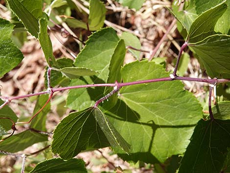 Canyon Grape (Vitis arizonica)