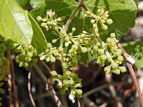 Canyon Grape (Vitis arizonica)