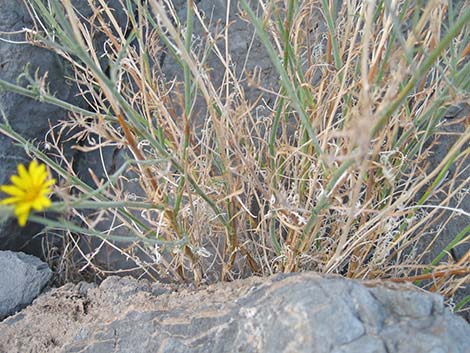 Spiny Goldenweed (Xanthisma spinulosum)