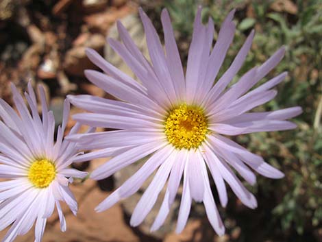 Desert Aster (Xylorhiza tortifolia)