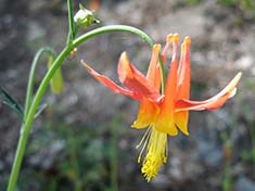 Mountain Wildflowers