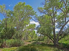 Deciduous Trees