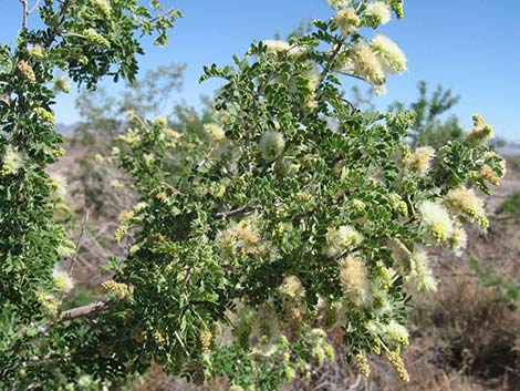 Catclaw Acacia (Acacia greggii)