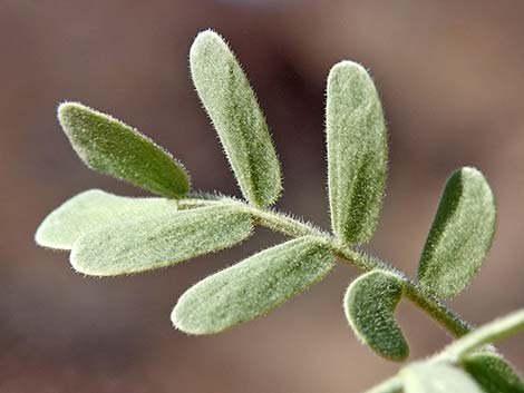 Catclaw Acacia (Acacia greggii)