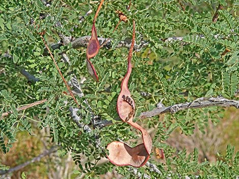 Catclaw Acacia (Acacia greggii)