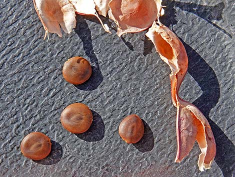 Catclaw Acacia (Acacia greggii)