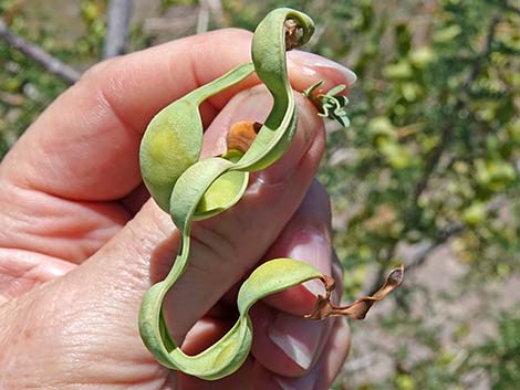 Catclaw Acacia (Acacia greggii)