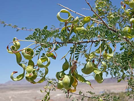 Catclaw Acacia (Acacia greggii)