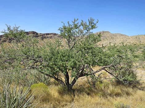 Catclaw Acacia (Acacia greggii)