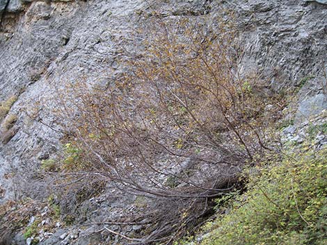 Rocky Mountain Maple (Acer glabrum var. diffusum)