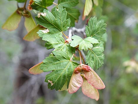 Rocky Mountain Maple (Acer glabrum var. diffusum)