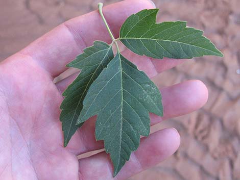 Boxelder (Acer negundo)