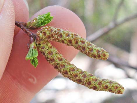 Water Birch (Betula occidentalis)