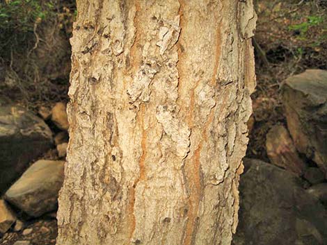 Netleaf Hackbury (Celtis reticulata)