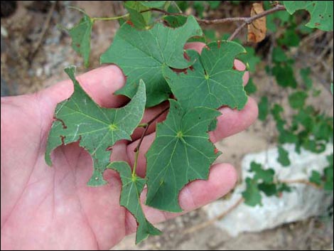 California Redbud (Cercis orbiculata)