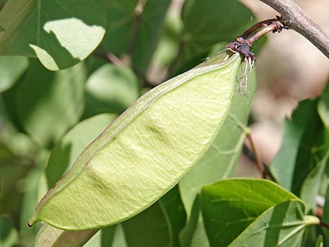 California Redbud (Cercis orbiculata)