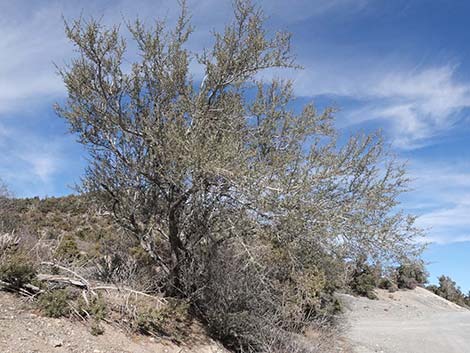 Curl-leaf Mountain Mahogany (Cercocarpus ledifolius)