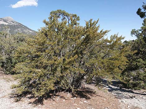 Curl-leaf Mountain Mahogany (Cercocarpus ledifolius)