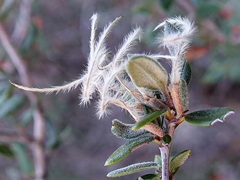 Curl-leaf Mountain Mahogany (Cercocarpus ledifolius)