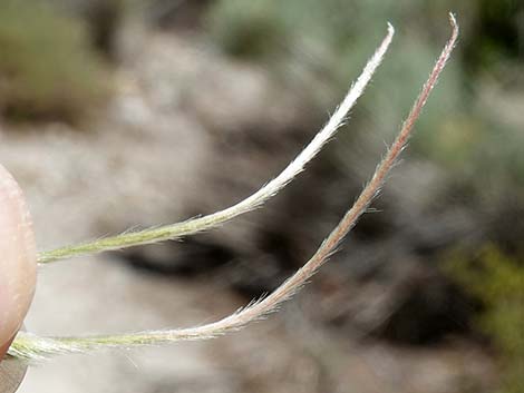 Curl-leaf Mountain Mahogany (Cercocarpus ledifolius)