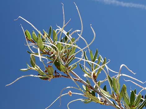 Curl-leaf Mountain Mahogany (Cercocarpus ledifolius)