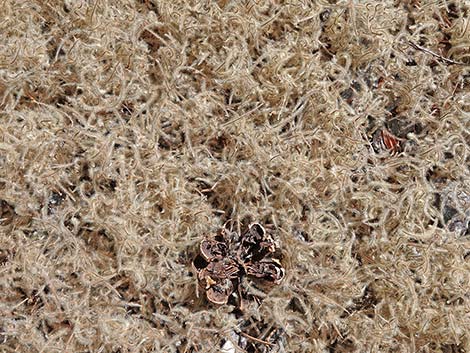 Curl-leaf Mountain Mahogany (Cercocarpus ledifolius)