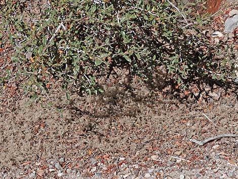 Curl-leaf Mountain Mahogany (Cercocarpus ledifolius)