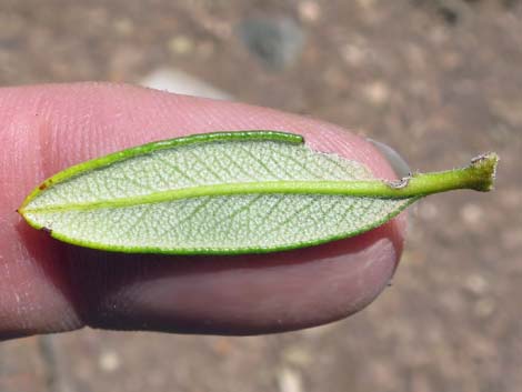 Curl-leaf Mountain Mahogany (Cercocarpus ledifolius)