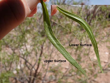 Desert Willow (Chilopsis linearis)