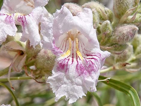 Desert Willow (Chilopsis linearis)