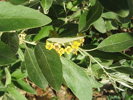 Russian Olive (Elaeagnus angustifolia)