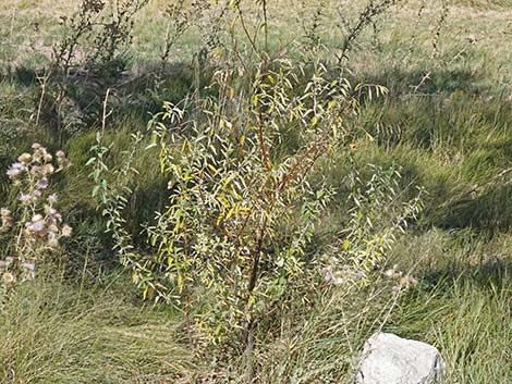 Russian Olive (Elaeagnus angustifolia)