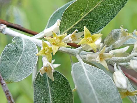 Russian Olive (Elaeagnus angustifolia)