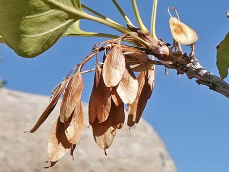 Singleleaf Ash (Fraxinus anomala)