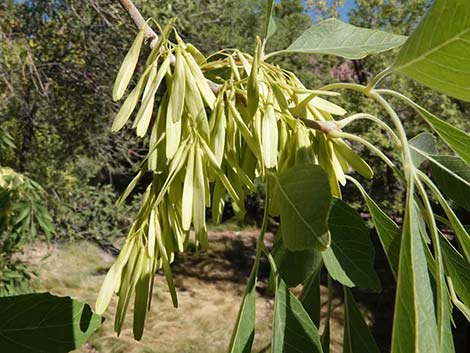 Velvet Ash (Fraxinus velutina)