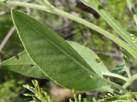 Velvet Ash (Fraxinus velutina)