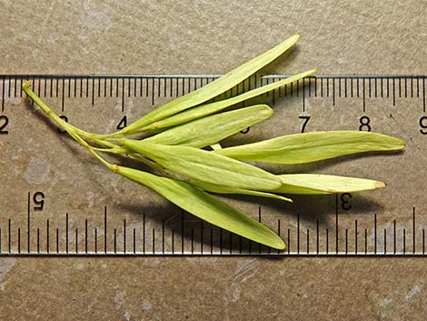 Velvet Ash (Fraxinus velutina)