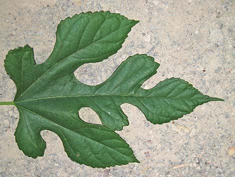 White Mulberry (Morus alba)