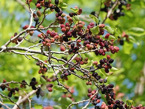 White Mulberry (Morus alba)