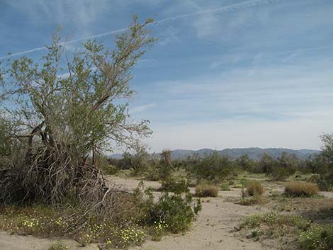 Ironwood Tree (Olneya tesolata)