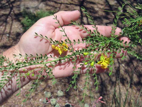 Foothill Paloverde (Cercidium microphyllum)