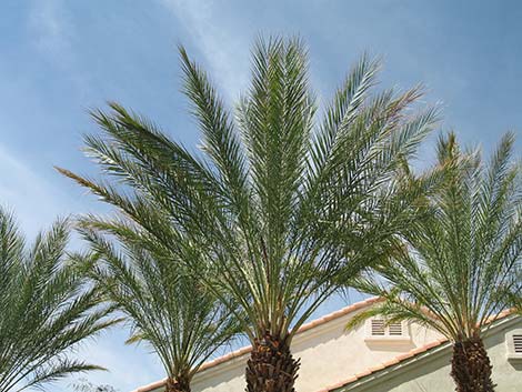 Date Palm (Phoenix dactylifera)