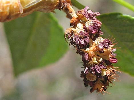 Narrowleaf Cottonwood (Populus angustifolia)