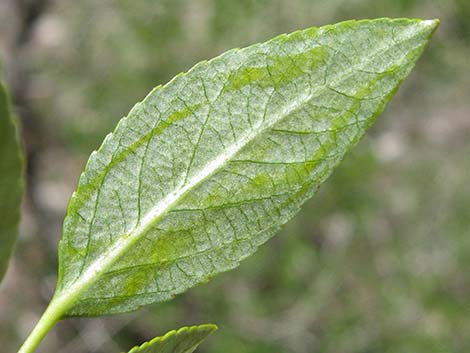 Narrowleaf Cottonwood (Populus angustifolia)